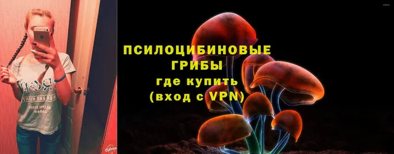 Псилоцибиновые грибы Psilocybe  как найти закладки  Кодинск 